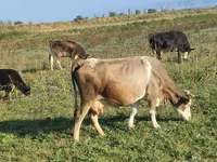Ko, Simmental cattle — foto 3
