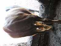 Bou, Bovine — foto 1