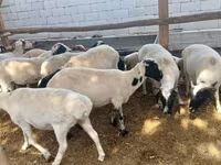 Baran, Owce — zdjęcie 7