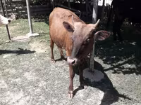 Krava, Simmental cattle — fotografija 5