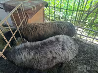 绵羊（批次，未指定性别）, Blackheaded Persian sheep — 照片 3