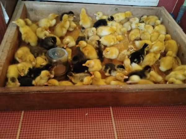 Deutscher Pekin