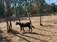 Mbuzi jike, Nubian Goat — picha 4