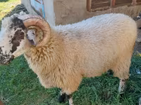 مینڈھا, بھیڑیں — تصویر 1