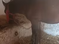 Cavallo, Cavalli — foto 1