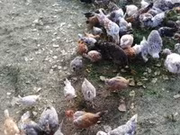 Chickens — zdjęcie 1