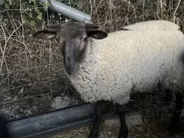 Owca, White Suffolk sheep
