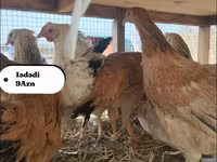 Chickens — fotografija 5