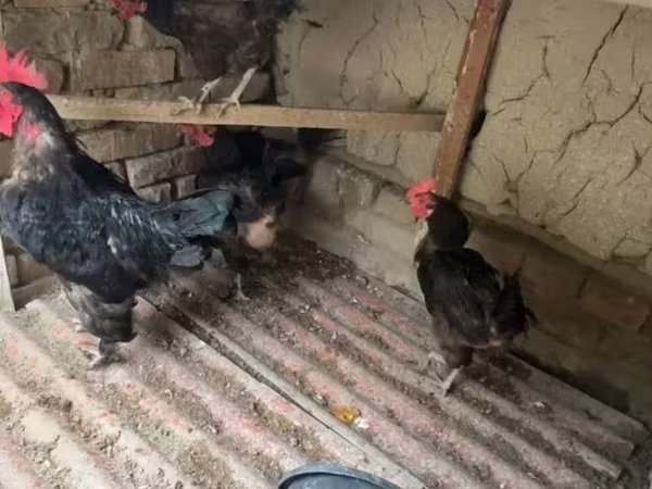 Chickens