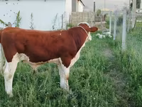 Lembu jantan, Montbéliarde — foto 1