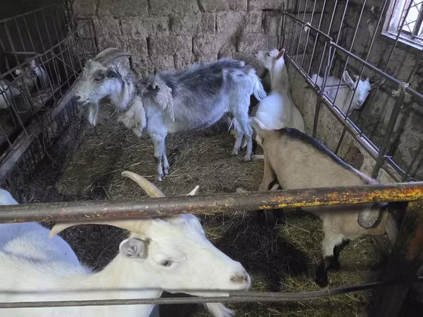 Коза, Saanen goat