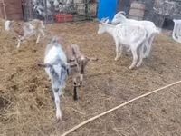 Ձի, Ձիեր — լուսանկար 1