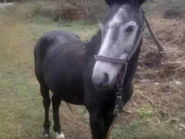 Kuda jantan, Horses