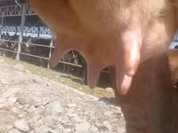 Vacă, Rasa Alatau — foto 6