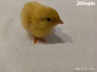 Quails — الصورة 3