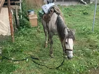 Kůň, Koně — foto 3