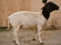 Beran, Dorper sheep — foto 1