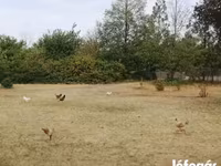 Chickens — Foto 4