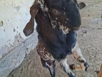 Jarac, Beetal goats — fotografija 7