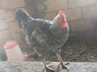 Chickens — 8 зураг
