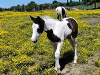 Άλογο, Gypsy horse — φωτογραφία 2