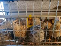 Quails — picha 5