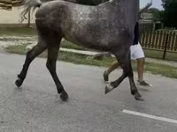 Mare, Horses — photo 1