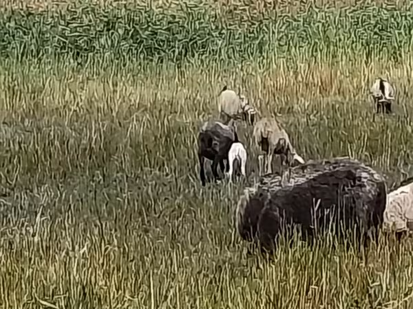 میش, Romanov sheep