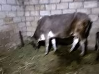 Mucca, Bovini — foto 2