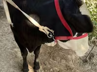 گاو ماده, هرفورد — عکس 2