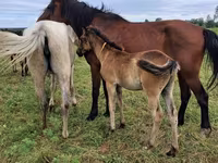 Kuda betina, Horse breed — foto 3
