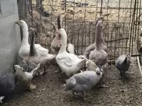 Geese — 1-rasm