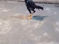 Chickens — Foto 7