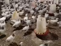 Chickens — عکس 3