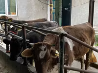 Bovini (lotto, sesso non specificato), Bovini — foto 2