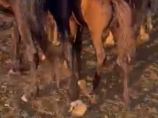 گھوڑی, گھوڑے