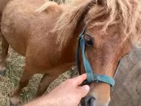 Horse (M), Shetland Pony — photo 2