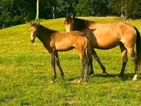 Kobyła, Black Sea breed — zdjęcie 8