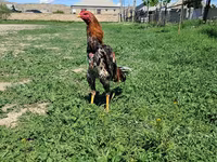 Chickens — عکس 5