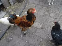 Chickens — φωτογραφία 5