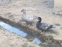 domácí kachna pižmová — foto 5
