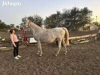 Kısrak, Atlar — foto 1