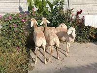 Koyun, Koyunlar — foto 5