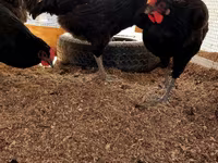 Chickens — الصورة 3