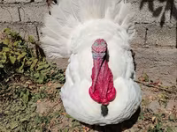 Turkeys — ፎቶ 3