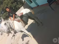 Kuda betina, Horses — foto 5