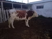 Bik, Simmental cattle — fotografija 2