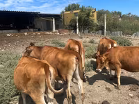 Mucca, Razza Jersey — foto 1