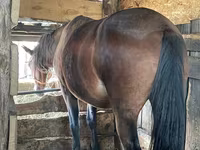 Merrie, Paarden — foto 4