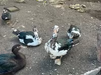 Turkeys — zdjęcie 2